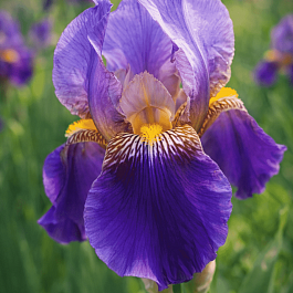 Ирис бородатый Lent A. Williamson