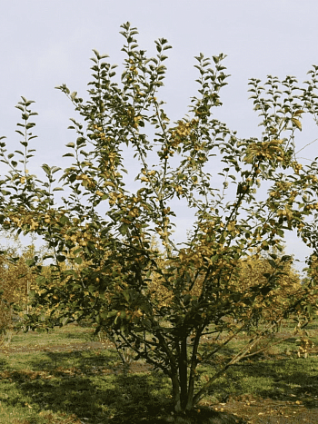 Яблоня декоративная ButterBall