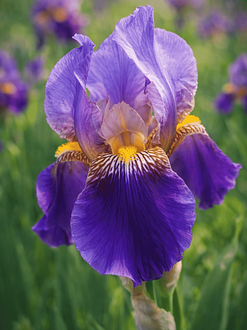 Ирис бородатый Lent A. Williamson