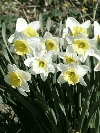 Нарцисс Ice Follies