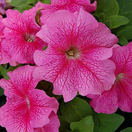 Петуния грандифлора Лимбо Джи Пи	Роуз