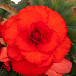 Бегония клубневая Америгибрид Роузформ Скарлет Оранж