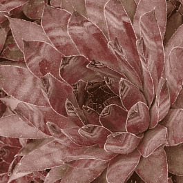 Молодило паутинистое Cameleon