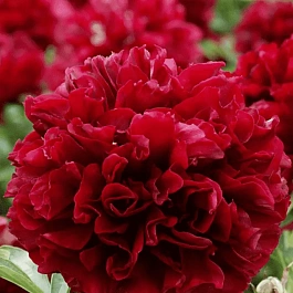 Пион травянистый Patio Peony London