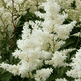Астильба Арендса Astary White