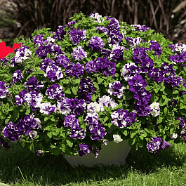 Петуния Sweet Sunshine Blue Sky (Кашпо)