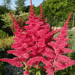 Астильба гибридная Younique Ruby Red