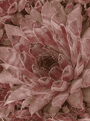 Молодило паутинистое Cameleon