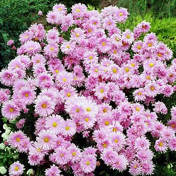 Астра новобельгийская Фэллоушип Астра новобельгийская Фэллоушип