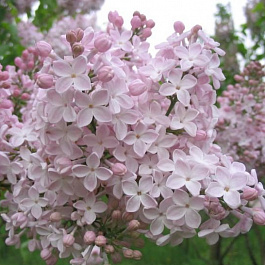 Сирень обыкновенная Невеста