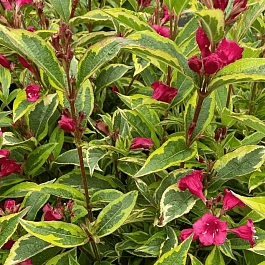 Вейгела цветущая Moulin Rouge