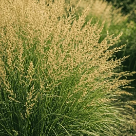 Молиния голубая Moorflamme