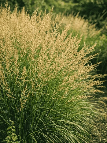 Молиния голубая Moorflamme