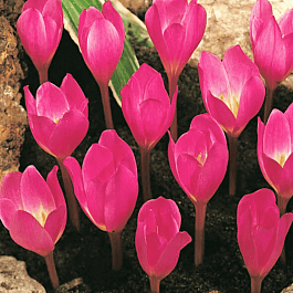 Крокус прекрасный Zonatus