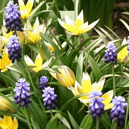 Набор луковиц Мускари - Тюльпан ботанический