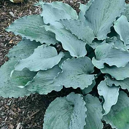 Хоста Skywriter