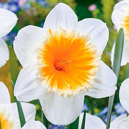 Нарцисс Крупнокорончатый Слим Витмэн Нарцисс Крупнокорончатый Слим Витмэн