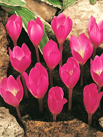 Крокус прекрасный Zonatus