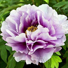 Пион древовидный Голубой лотос