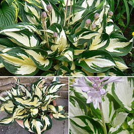 Хоста гибридная Остин Дикинсон НАБОР 2ШТ (1+1)