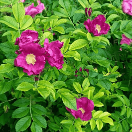 Шиповник морщинистый Rubra