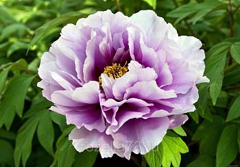 Пион древовидный Голубой лотос