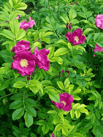 Шиповник морщинистый Rubra