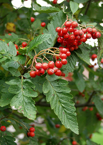 Рябина тюрингская Фастигиата