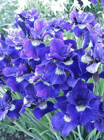 Ирис сибирский I See Stars