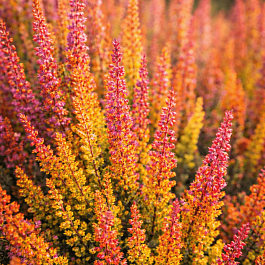 Вереск обыкновенный Firefly