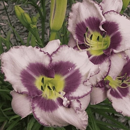 Лилейник Edge Ahead