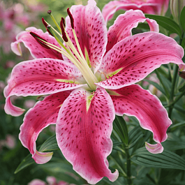 Лилия Mero Star