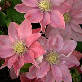 Клематис крупноцветковый Литтл Мермэйд