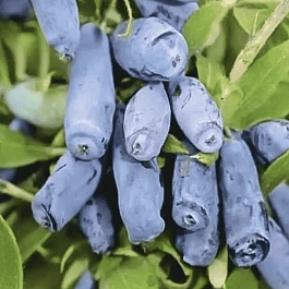 Жимолость Камчадалка