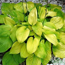 Хоста Форчуна  Aurea
