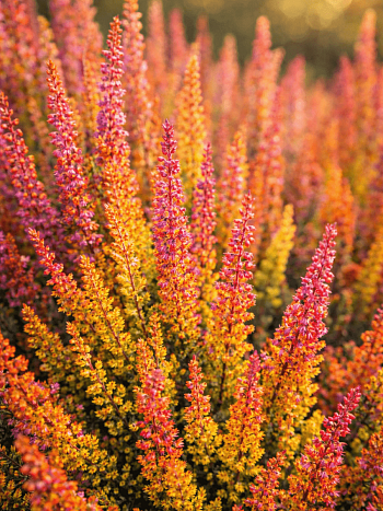 Вереск обыкновенный Firefly