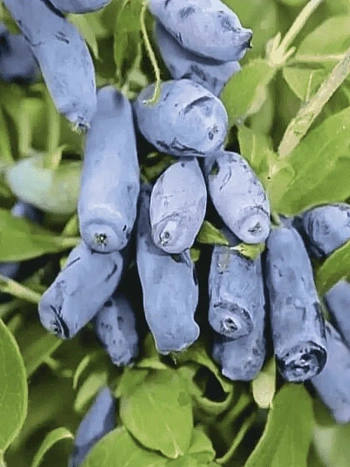 Жимолость Камчадалка