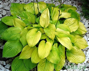 Хоста Форчуна  Aurea