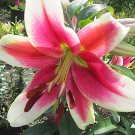 Лилия ОТ-гибрид Бон Ши НАБОР 2ШТ (2+2)