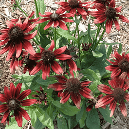 Рудбекия волосистая Cherry Brandy