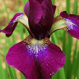Ирис сибирский Hubbard