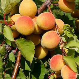 Абрикос обыкновенный Чемпион Севера Абрикос обыкновенный Чемпион Севера