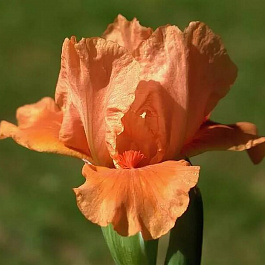 Ирис карликовый Тиклд Пич