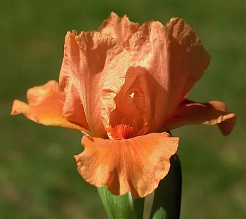 Ирис карликовый Тиклд Пич