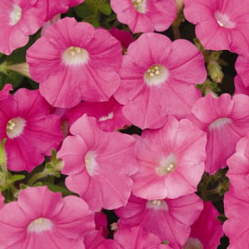 Петуния ампельная F1 Шок Вейв Роуз