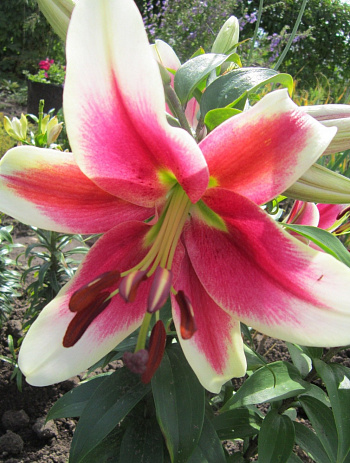 Лилия ОТ-гибрид Бон Ши НАБОР 2ШТ (2+2)