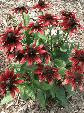 Рудбекия волосистая Cherry Brandy