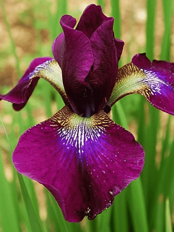 Ирис сибирский Hubbard