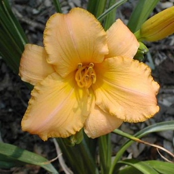 Лилейник гибридный Tropical tangerine