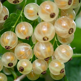 Смородина белая Уральская